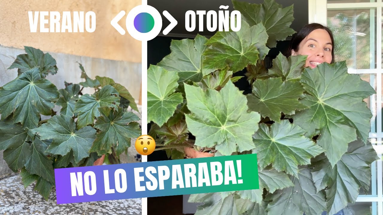 Mis plantas cambiaron MÁS de lo que imaginaba 😁🪴