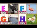 ABC Song | Birds ABC Song | Phonics for Kids| Learn ABC, Baby | Alphabet Letters
