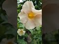 Beautiful flowers#shorts #mygarden #mybackyardgarden #flowers #naturelovers #love #nature