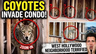 This abandoned condo is now a coyote den and neighbors are terrified