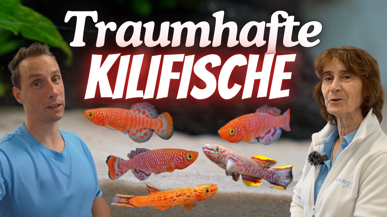 Fischvorstellung Killifische in mega heftigen Farben! YouTube