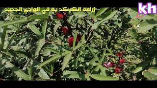 موعد زراعة الكركديه فى مصر