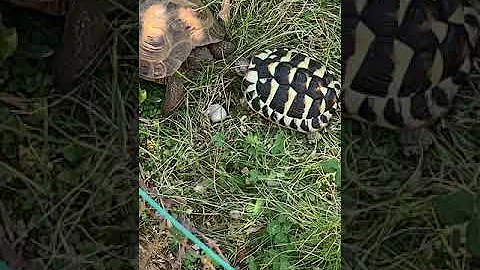 Perché le tartarughe di terra si danno testate?