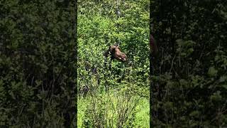 Young Maine Bull Moose Acts Shy