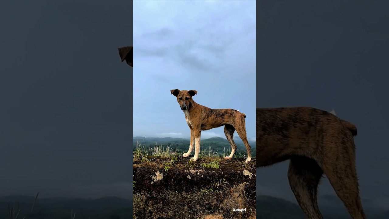 Subscribe to nature for unlimited peace✌️