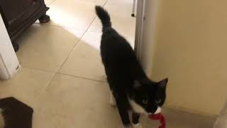 Lily , the cat and her red mouse.