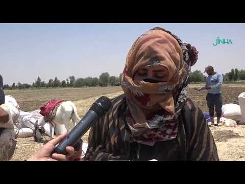 عربات الجر وسيلة ينشط استخدامها في قرية أبو حردوب 