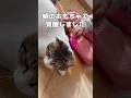 【保護猫】おもちゃでブラッシングされて昇天してしまう猫