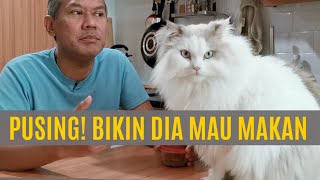 Kucing Tidak Mau Makan  Ini Solusinya!