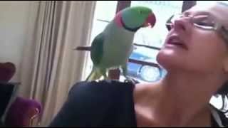 Marty The Magnificent Alexandrine Parrot Talking And Waving Bye Bye