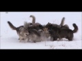 Wolf Pack vs 2 coyotes