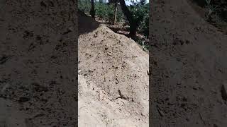 Download Lagu Goat Manure and wood ash, Making 50 tonnes manure for coffee bushes #coffeeestate MP3