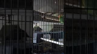 Download Lagu Trah joss Ring wahyu Lb MP3