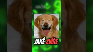 NEJLEPŠÍ DOMÁCÍ MAZLÍČEK🥰🤣