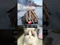 Can You Solve This Before the Cat? #funnycat #cat #catmeme #funny #catreaction #cute #respect