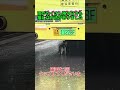 雨がたくさん降る日でも猫には方法がありました