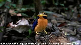 Rufous-collared Kingfisher (Male) @ Chiu S C DSCN9539 screenshot 1