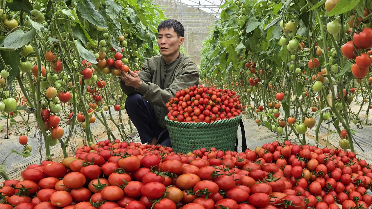 Harvesting Ripe Tomatoes 🍅 Goess to Market Sell  - Cooking Simple Countryside Meal | Solo Survival