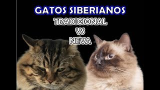 Gatos Siberianos vs Gatos Nevamasquerade // Diferencias?