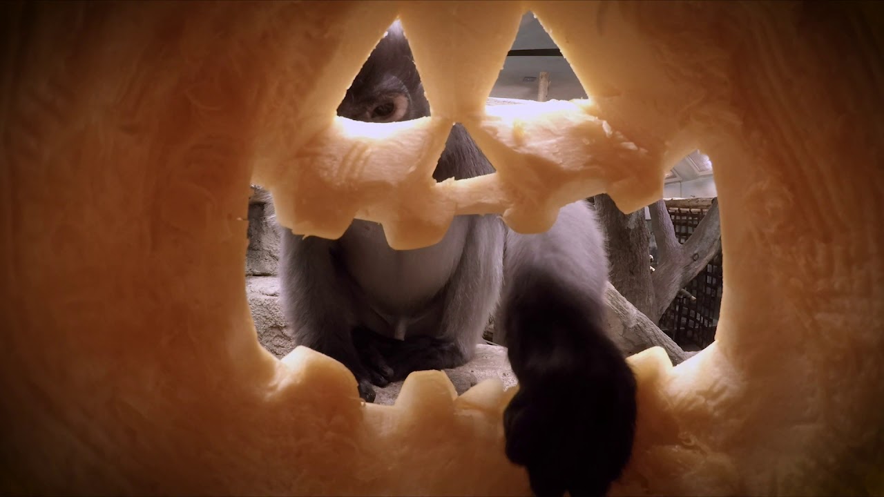 Pumpkin Peek-A-Boo at the Saint Louis Zoo - YouTube