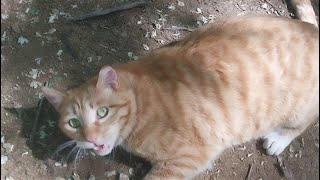 Feline Activities May 10,2024part 8300 DAJONGEE SP