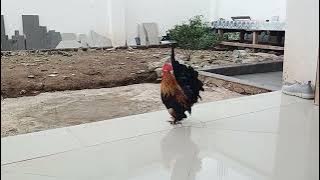 Suara Ayam Kate - Kate's Chicken Sounds | QiaTV