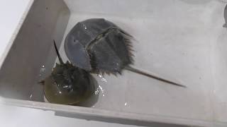 Horseshoe Crab Molting