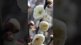 白梅 香りたつ #shorts #flowers
