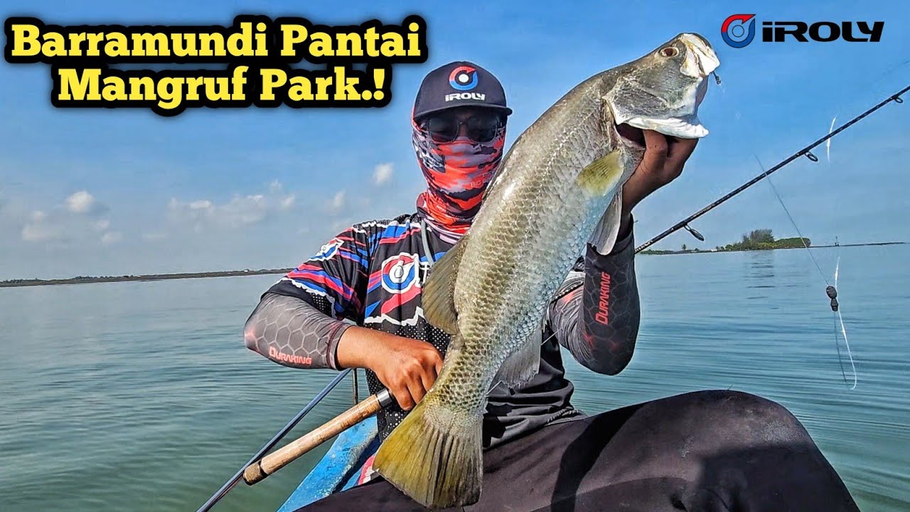 Sukses..! Akhirnya Bisa Bawa Pulang Barramundi Pantai Mangruf Park Pekalongan..!!
