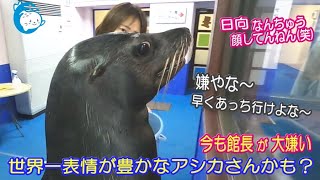 【アシカ】日向くん。相変わらず館長嫌いな表情豊かね(^-^;　（伊勢シーパラダイス）