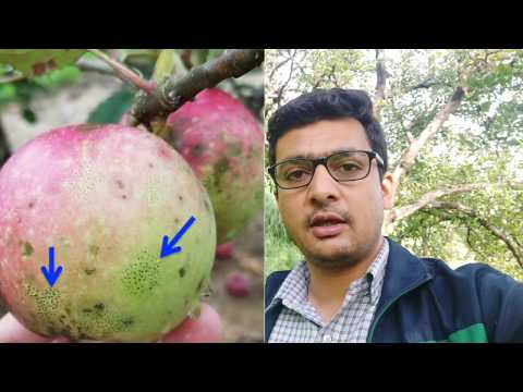 Video: Boala ciupercă de pete de mere - Aflați despre simptomele și controlul petelor de mere