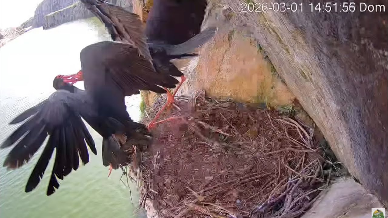 Hiszpania - Tajo. Bociany Czarne - Bitwa o gniazdo/ Black Storks - Battle for the Nest 01.03.2026