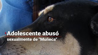 JUSTICIA PARA MUÑECA | Niño de 12 años abusa sexualmente de una perrita de dos años