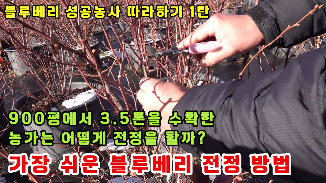[블루베리 성공농사 따라하기] 1탄. 900평에서 3.5톤을 수확한 농가는 어떻게 전정을 할까? (블루베리 전정,전지 방법)