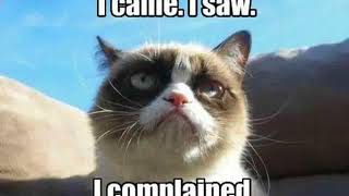 funny cat rap funny cat owner memes
