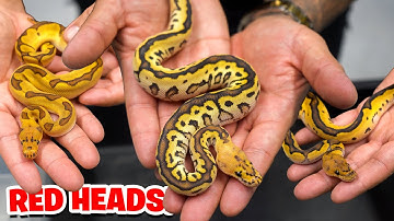Finally We Made Some Red Head Combos! These Snakes are Amazing.