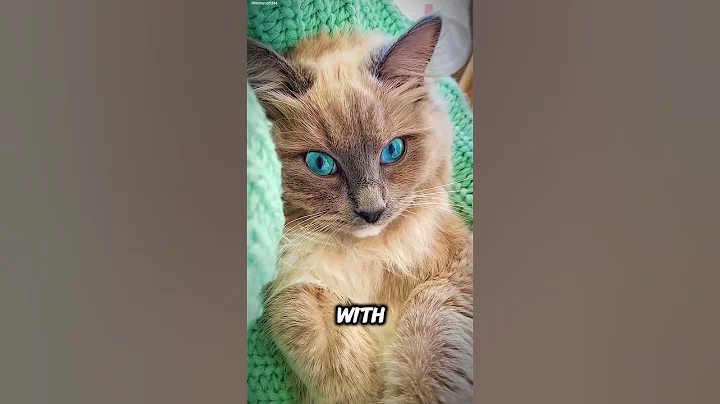 Video 7944491: ragdollcat cat, cat love cuddling, cat living