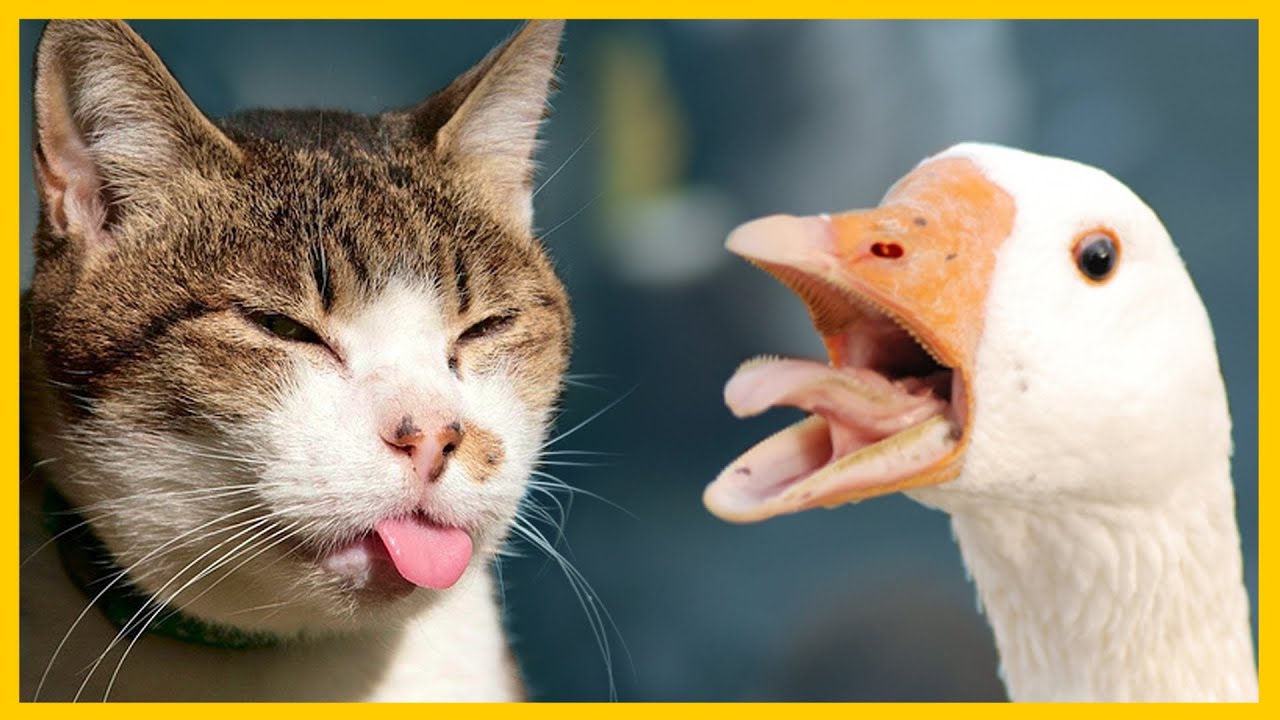 Funny Ducks Compilation! (ᵔᴥᵔ) Hilarious! ʕ•ᴥ•ʔ - YouTube