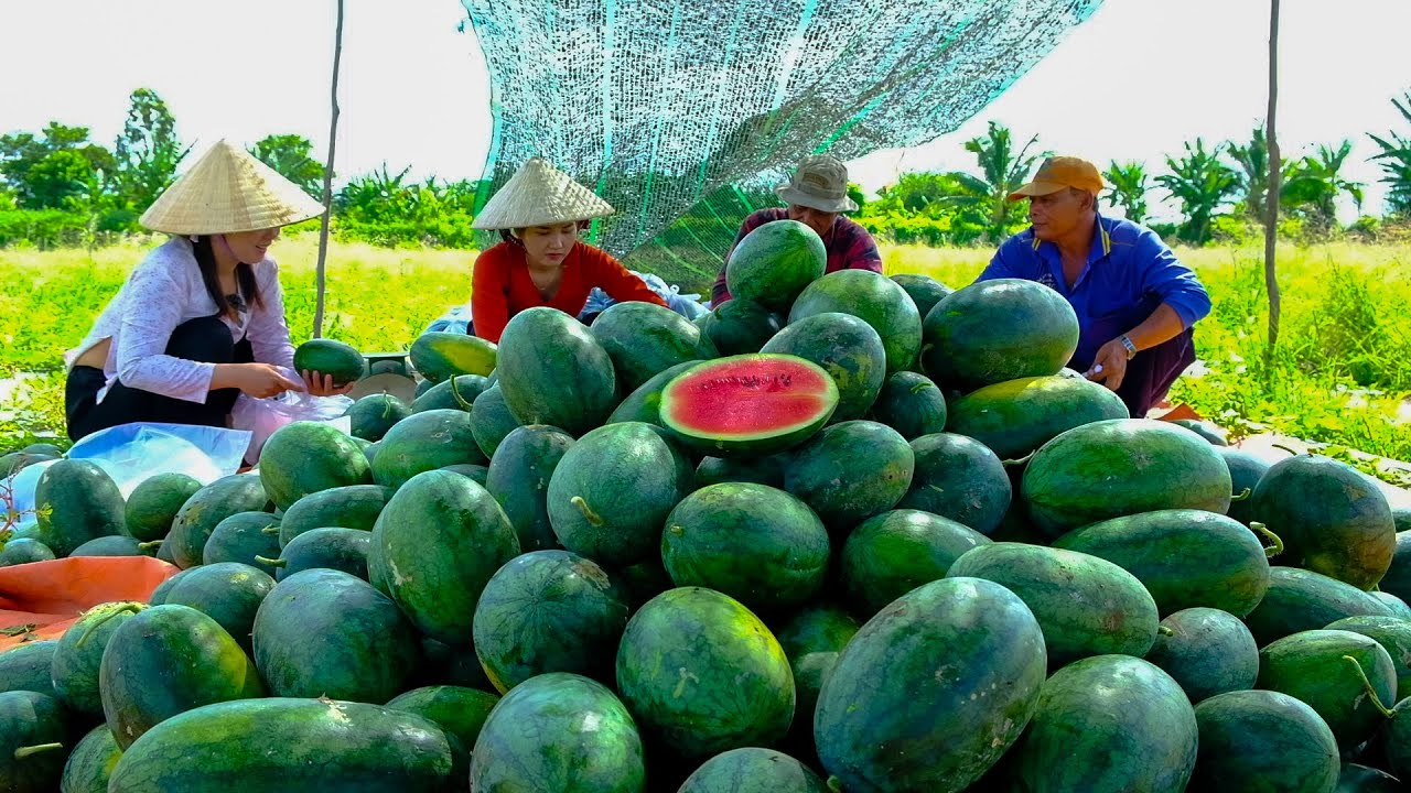 Thu Hoạch 3 Tấn Dưa Hấu tặng Bà Con từ Tấm Lòng Anh Nguyên Chị Loan và Chú ở Mỹ | HQ 