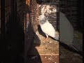 Lucknowpigeon32 virallucknow pigeon youtube ytshorts viral