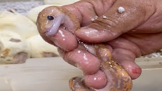 MUTANT SNAKE HATCHES AGAIN