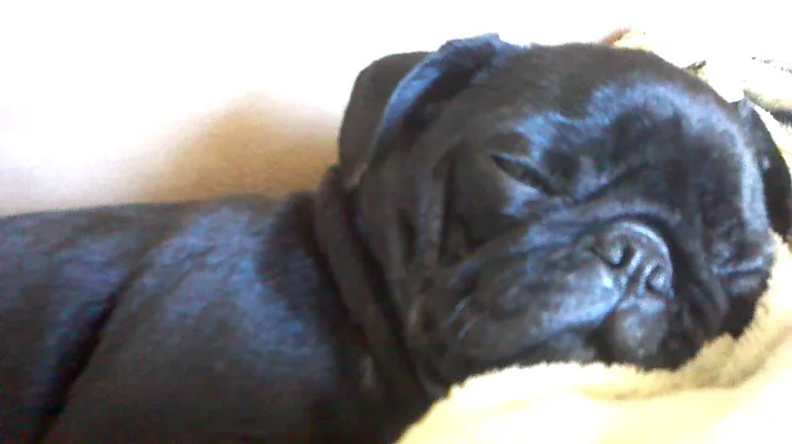 Pug, Ruby Weir snoring