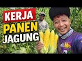 PANEN JAGUNG SERU! Kerja Bareng di Kebun 🌽🔥