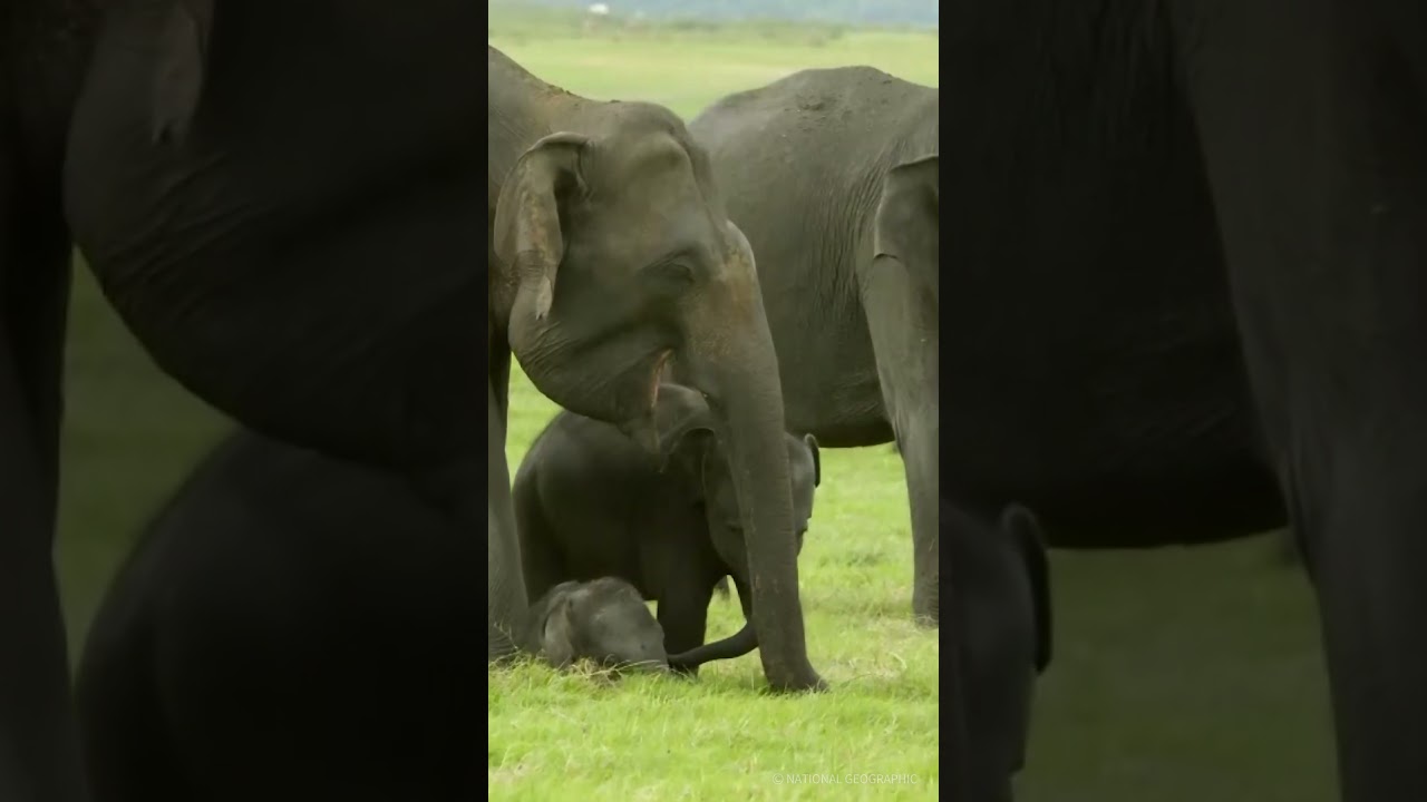 ⁣(냇지오) 수요일엔 귀여운 걸 보자 #shorts