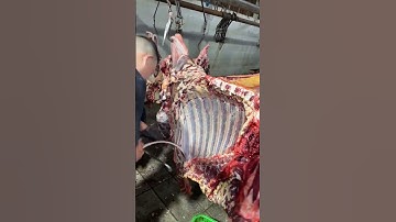 Precise bone removal from beef ribs: Complete meat collection without waste #meat #viral #ox
