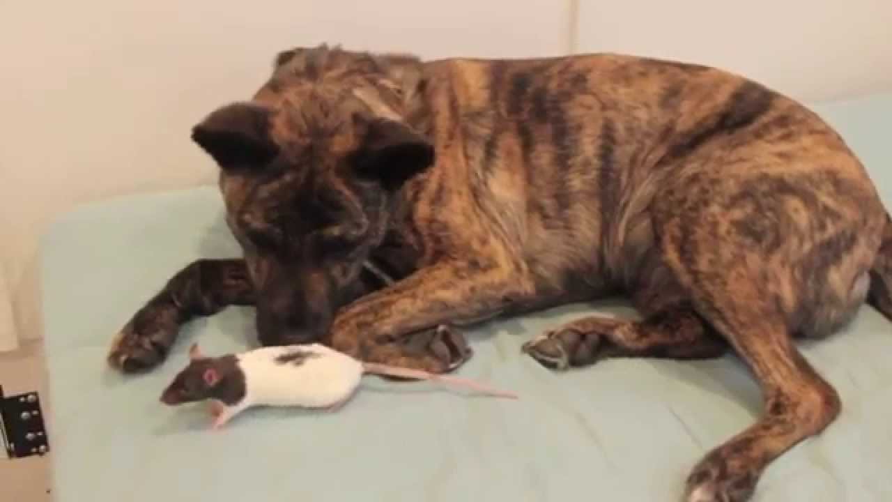 Osiris & Riff Ratt (and Milhouse!) dog and rat friends playing