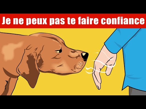 Vidéo: Dog's Nap Nap brusquement interrompu par ses propres ronflements