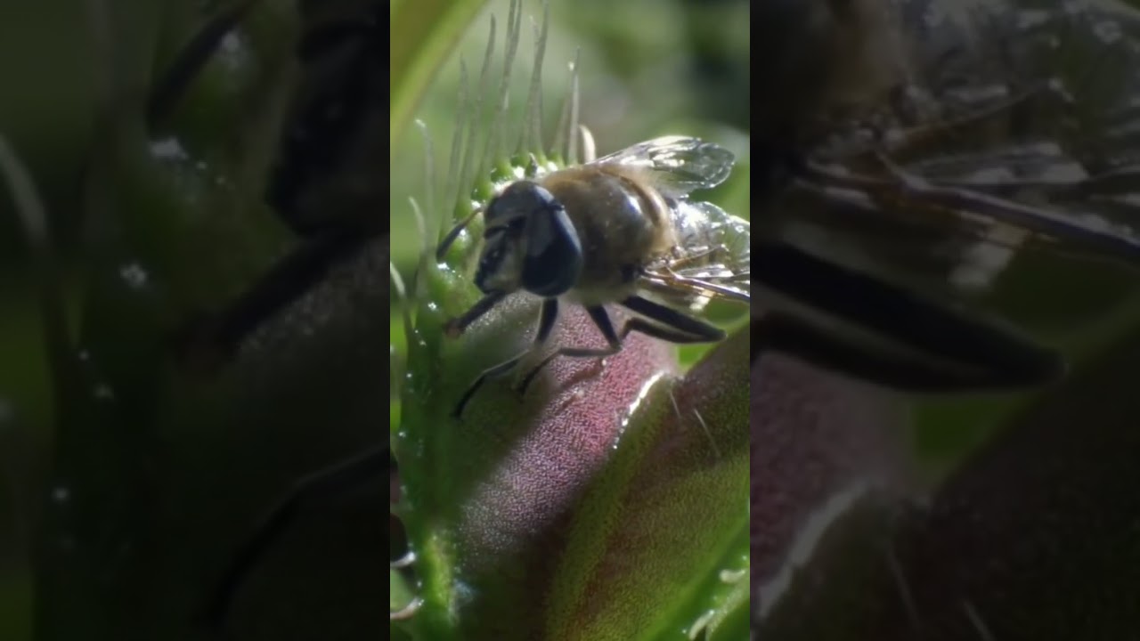 Bug 🪲🐛 Eating Plant ☘️ 😱