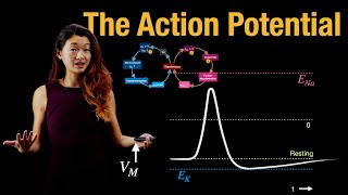 The Action Potential | Myelinated Axons