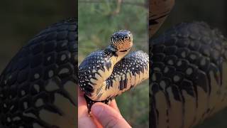 Some flips from the early morning on a fantastic spring day flipping tin and rocks in north Alabama🐍